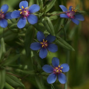Kék tikszem (Anagallis arensis var. Caerulea - Blue Pimpernel) Bailey virágeszencia 10ml.