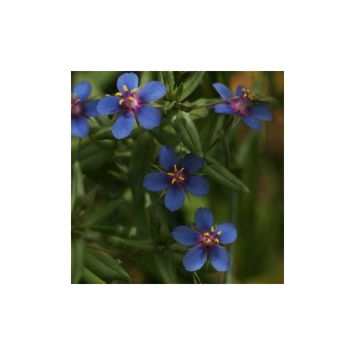 Kék tikszem (Anagallis arensis var. Caerulea - Blue Pimpernel) Bailey virágeszencia 10ml.