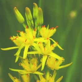   Lápcsillag (Narthecium ossifragum - Bog Asphodel) Bailey virágeszencia 10ml.
