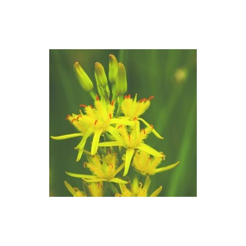 Lápcsillag (Narthecium ossifragum - Bog Asphodel) Bailey virágeszencia 10ml.