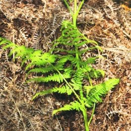  Saspáfrány Alc (Pteridium aquilinum – Bracken Alc.) Bailey virágeszencia 10ml.