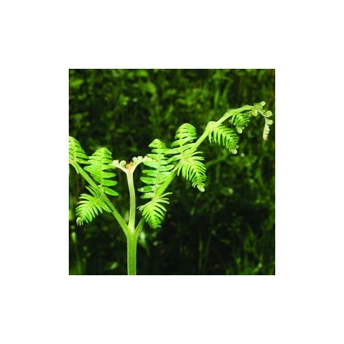 Saspáfrány Aq (Pteridium aquilinum - Bracken Aq.) Bailey virágeszencia 10ml.
