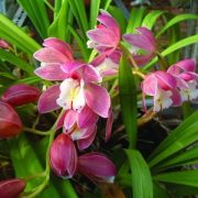   Csónakorchidea (Cymbidium hybridus – Cymbidium Orchid) Bailey virágeszencia 10ml.