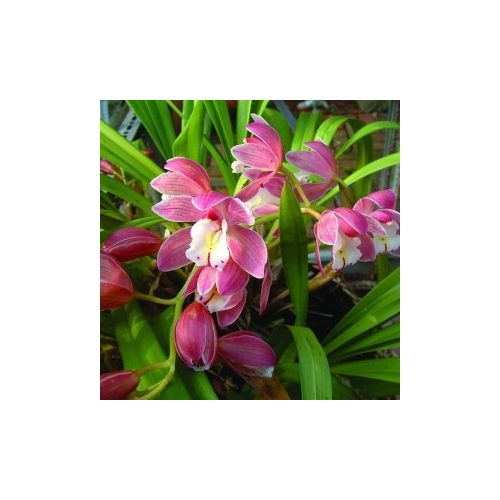 Csónakorchidea (Cymbidium hybridus – Cymbidium Orchid) Bailey virágeszencia 10ml.