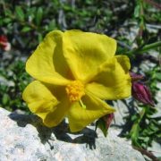  Naprózsa (Fumana arabica - Cyprus Rock Rose) Bailey virágeszencia 10ml.