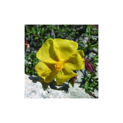 Naprózsa (Fumana arabica - Cyprus Rock Rose) Bailey virágeszencia 10ml.