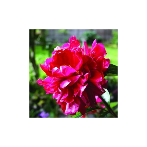 Illatos bazsarózsa (Paeonia lactiflora “Suminoichi” - Deep Red Peony) Bailey virágeszencia 10ml.