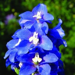   Szarkaláb (Delphinium consolida – Delphinium) Bailey virágeszencia 10ml.
