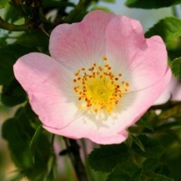 Dog Rose Bailey flower essence 10ml.