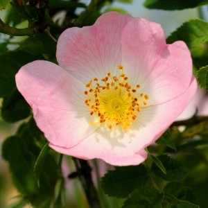 Vadrózsa (Rosa canina – Dog Rose) Bailey virágeszencia 10ml.
