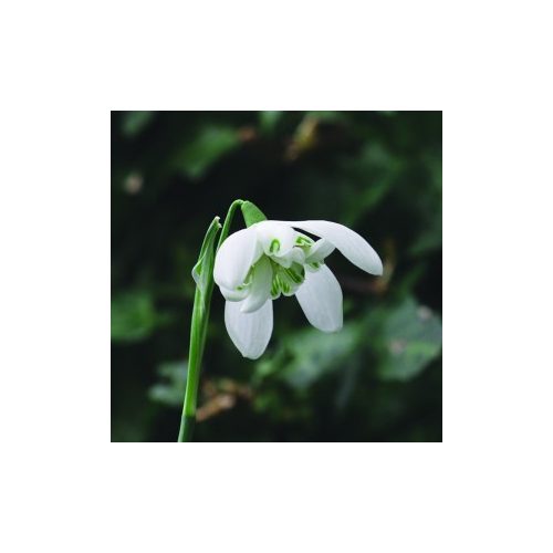 Teltvirágú hóvirág (Galanthus nivalis “flore plena” - Double Snowdrop) Bailey virágeszencia 10ml.