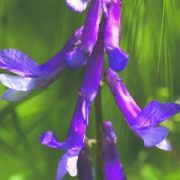   Szöszös bükköny (Vicia villosa - Dwarf Purple Vetch) Bailey virágeszencia 10ml.