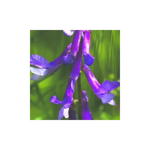 Szöszös bükköny (Vicia villosa - Dwarf Purple Vetch) Bailey virágeszencia 10ml.