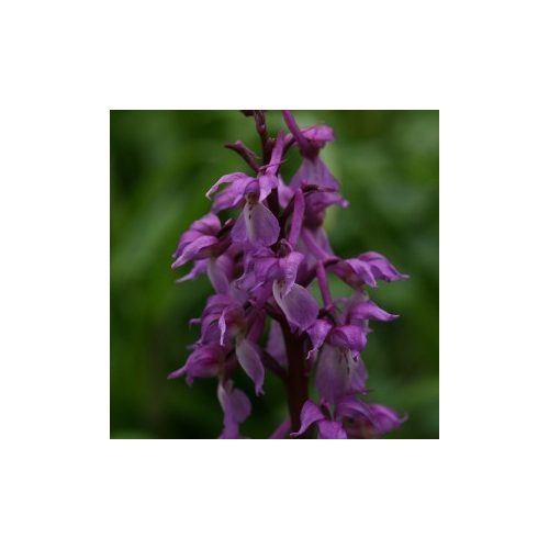 Füles kosbor (Orchis mascula - Early Purple Orchid) Bailey virágeszencia 10ml.