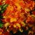 Havasszépe (Rhododendron calendulaceum - Flame Azalea) Bailey virágeszencia 10ml.