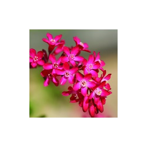 Vérvörös ribiszke (Ribes sanguineum - Flowering Currant) Bailey virágeszencia 10ml.