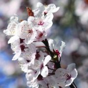   Fudzsi cseresznye (Prunus incisa – Fuji Cherry) Bailey virágeszencia 10ml.