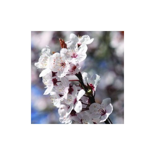 Fudzsi cseresznye (Prunus incisa – Fuji Cherry) Bailey virágeszencia 10ml.