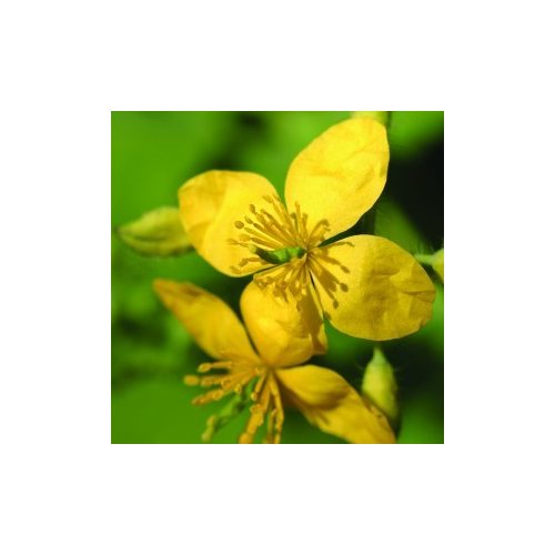 Vérehulló fecskefű (Chelidonium majus - Greater Celandine) Bailey virágeszencia 10ml.