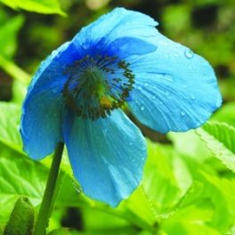 Himalayan Blue Poppy Bailey flower essence 10ml.