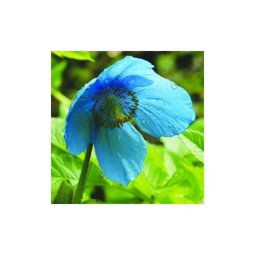 Nagyvirágú tibetimák (Meconopsis grandis - Himalayan Blue Poppy) Bailey virágeszencia 10ml.