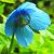 Nagyvirágú tibetimák (Meconopsis grandis - Himalayan Blue Poppy) Bailey virágeszencia 10ml.