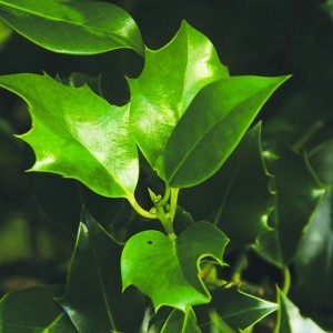 Magyallevél (Ilex aquifolium – Holly Leaf) Bailey virágeszencia 10ml.
