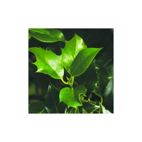 Magyallevél (Ilex aquifolium – Holly Leaf) Bailey virágeszencia 10ml.