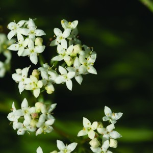 Csarabos galaj (Galium saxatile - Heath Bedstraw) Bailey virágeszencia 10ml.