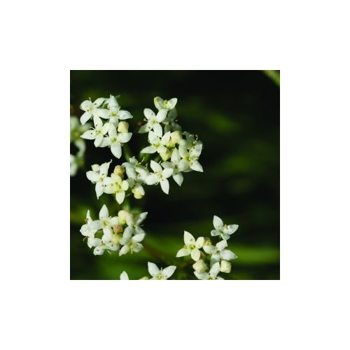 Csarabos galaj (Galium saxatile - Heath Bedstraw) Bailey virágeszencia 10ml.