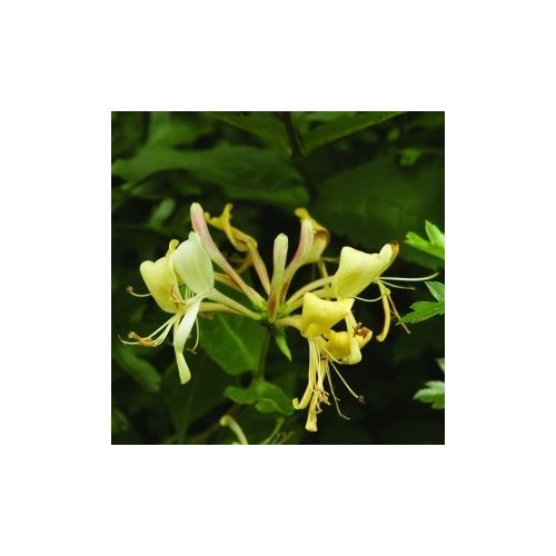 Búbos lonc (Lonicera periclymenum – Honeysuckle) Bailey virágeszencia 10ml.