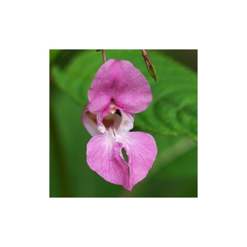 Nebáncsvirág (Impatiens glandulifera – Indian Balsam) Bailey virágeszencia 10ml.