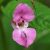 Nebáncsvirág (Impatiens glandulifera – Indian Balsam) Bailey virágeszencia 10ml.