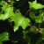 Borostyán (Hedera helix – Ivy) Bailey virágeszencia 10ml.