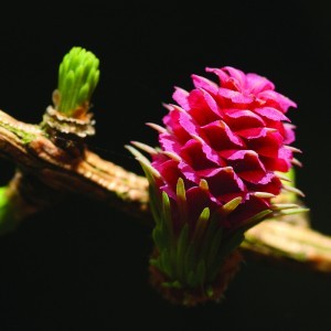 Vörösfenyő (Larix decidua – Larch) Bailey virágeszencia 10ml.