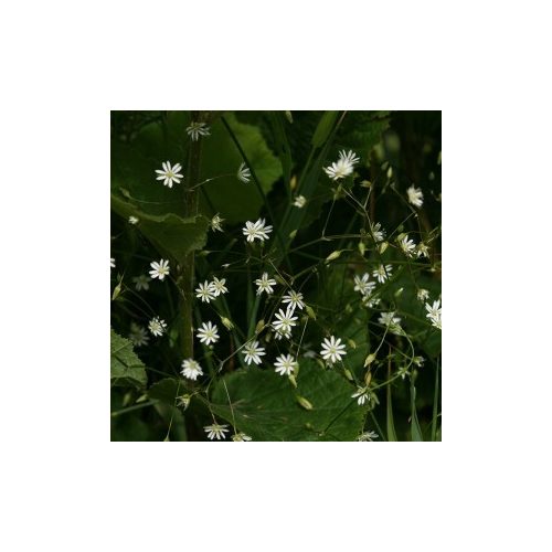 Pázsitos csillaghúr (Stellaria graminea - Lesser Stitchwort) Bailey virágeszencia 10ml.