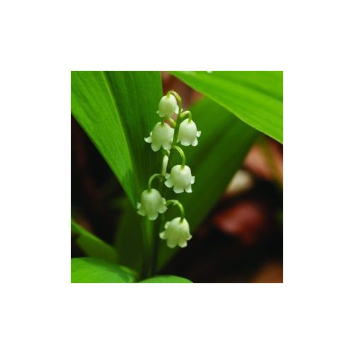 Gyöngyvirág (Convallaria majalis - Lily of the Valley) Bailey virágeszencia 10ml.