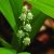 Gyöngyvirág (Convallaria majalis - Lily of the Valley) Bailey virágeszencia 10ml.