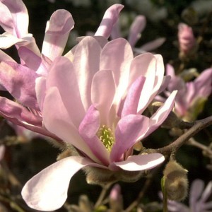 Japán liliomfa (Magnolia x loebneri “Leonard Messel” - Magnolia) Bailey virágeszencia 10ml.