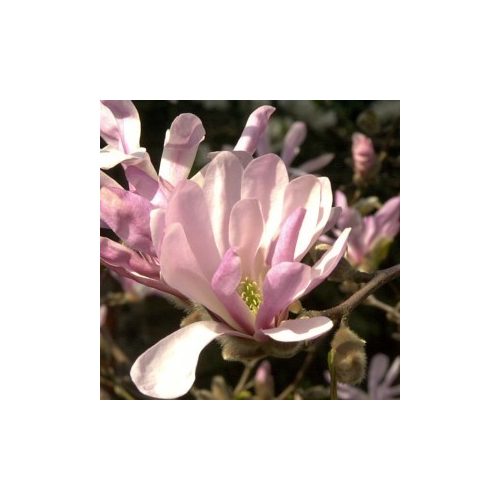 Japán liliomfa (Magnolia x loebneri “Leonard Messel” - Magnolia) Bailey virágeszencia 10ml.