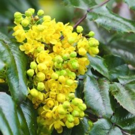  Közönséges mahónia (Mahonia aquifolium – Mahonia) Bailey virágeszencia 10ml.