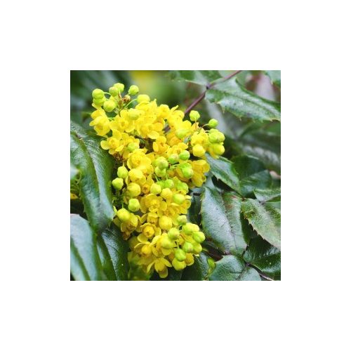Közönséges mahónia (Mahonia aquifolium – Mahonia) Bailey virágeszencia 10ml.