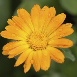 Marigold Bailey flower essence 10ml.