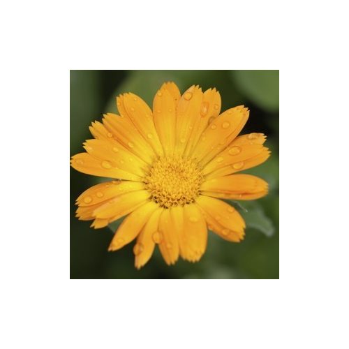 Körömvirág (Calendula officinalis – Marigold) Bailey virágeszencia 10ml.