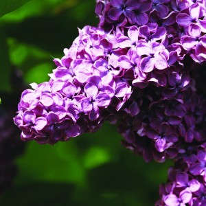 Orgona (Syringa vulgaris – Lilac) Bailey virágeszencia 10ml.