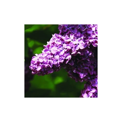 Orgona (Syringa vulgaris – Lilac) Bailey virágeszencia 10ml.
