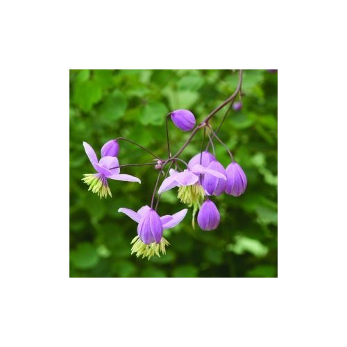Borkóró (Thalictrum dipterocarpum – Meadow rue) Bailey virágeszencia 10ml.