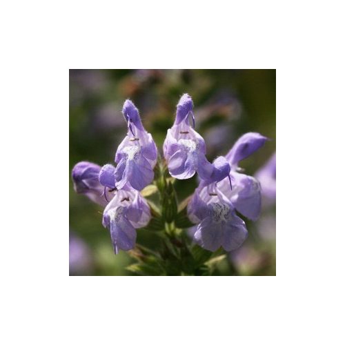 Görög zsálya (Salvia fruticosa - Mediterranean Sage) Bailey virágeszencia 10ml.