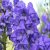 Havasi sisakvirág (Aconitum napellus - Monk’s Hood) Bailey virágeszencia 10ml.