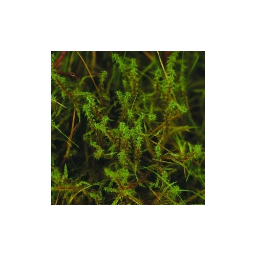 Borzasmoha (Rhytidiadelphus squarrosus – Moss) Bailey virágeszencia 10ml.